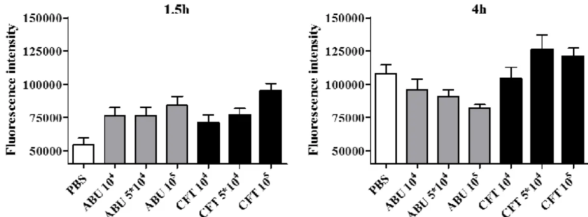 Figure  2.  Fluorescence  intensity  (mean  ±  SEM  of  30  cells/well)  in  infected  A498  cells  after  1.5  hours  (left)  and  4  hours  (right)  of  exposure