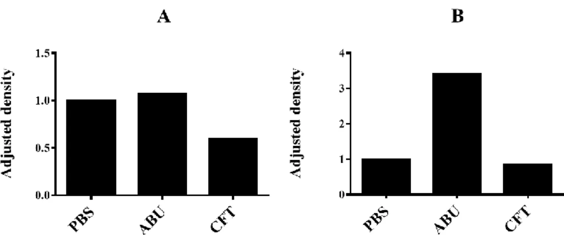 Figure  5.  Fold  changes  (adjusted  density)  in  IFN-β  expression  in  infected  A498  normalized  to  GAPDH expression and to the control cells