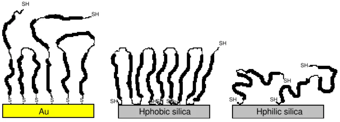Figure 10. Proposed structure of BSM on gold, hydrophobized, and hydrophilic  silica.