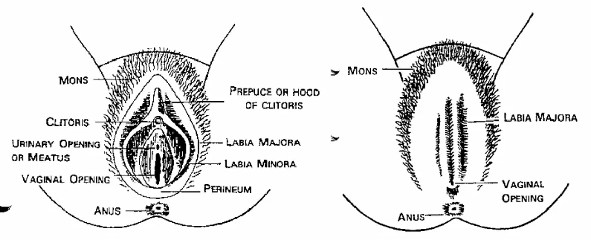 Fig. 1. Kvinnans normala anatomi och infibulation. Källa: Walker m fl (1994). 