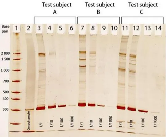 Fig. 1 Demonstrates amplified saliva samples after chewing (lane 3-14) in different dilutions