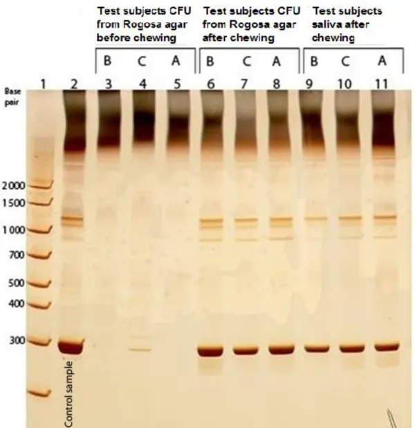 Fig. 3 Lane 3-8 demonstrates saliva before and after chewing prepared from Rogosa agar