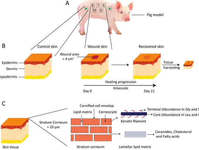 Figure 1. (A) A schematic of the wound healing study design. The study was performed on two  non-naïve Göttingen minipigs