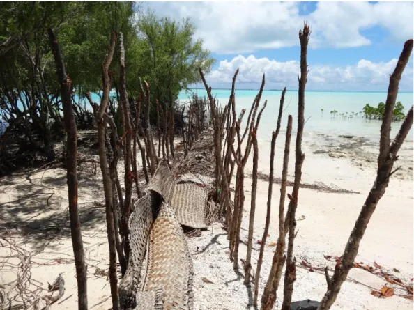 Figure 5: A local attempt to stop coastal erosion using sticks and coconut frond mats
