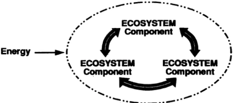 Figur 5. Typ III. Ett slutet system där endast energi flödar in (Jelinski  et al., 1992, s