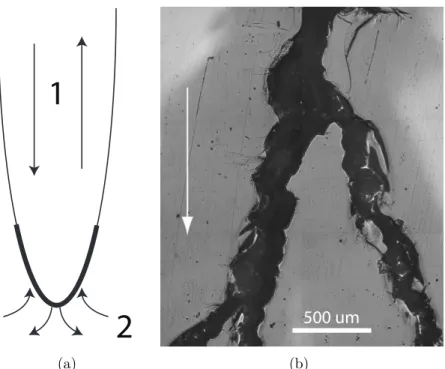 Figure 2: (a) Schematic view of a stress corrosion crack. Diffusion of species 1) in the environment and 2) in the bulk