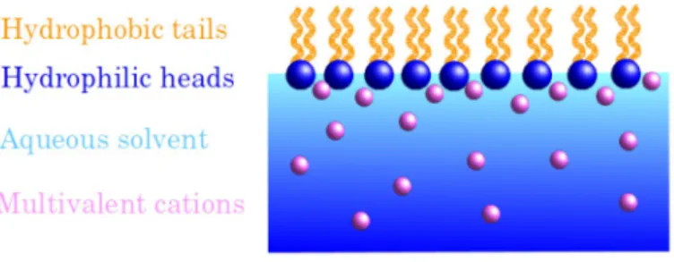 Figure 7. Schematic representation of the arrangement of cations in the bulk solution and near a monolayer of amphiphilic molecules