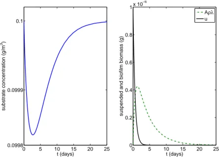 Figure 3: Typical time-dependent simulation at D = 0.42/day and S 0 = 0.1 g/m 3 with substrate concentration S (left) and suspended biomass u and biofilm biomass Aρλ (right).