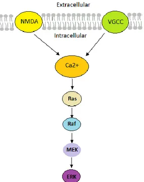 Figure  1.5.  The  ERK  cascade  in  synaptic  signaling  via  activation  of  Ras  by  Ca 2+   inflow  from  NMDA  or  VGCC