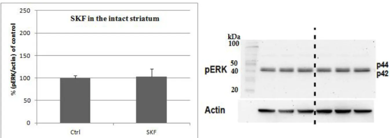 Figure  3.3. The  diagram  shows  the  overall  lack  of  increase  in  the  pERK1/2  levels  in  the  intact  striatum (n