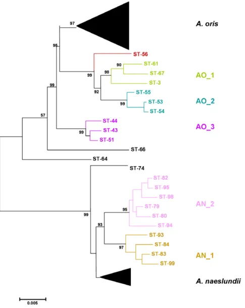 Figure 1. Neighbor-Joining tree of concatenated sequences of the 7 house-keeping genes of A