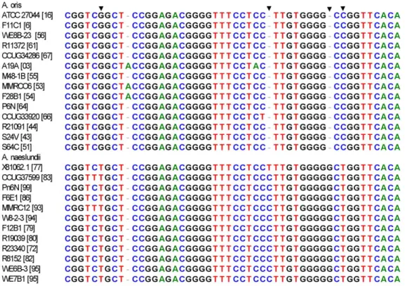 Figure 4. 16S rRNA signature differentiating A. naeslundii and A. oris 16S rRNA sequences