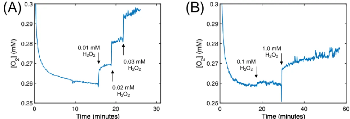 Figure 5. O 2  production by (A) catalase (as such) and (B) catalase derived from S. epidermidis 6 