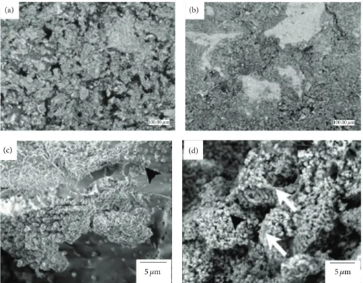 Figure 1: While the macrogeometric structure of both bone blocks were similar. At low magnification, scanning electron micrographs of the difference in HA particle size was easily depicted between (a) control and (b) experimental blocks