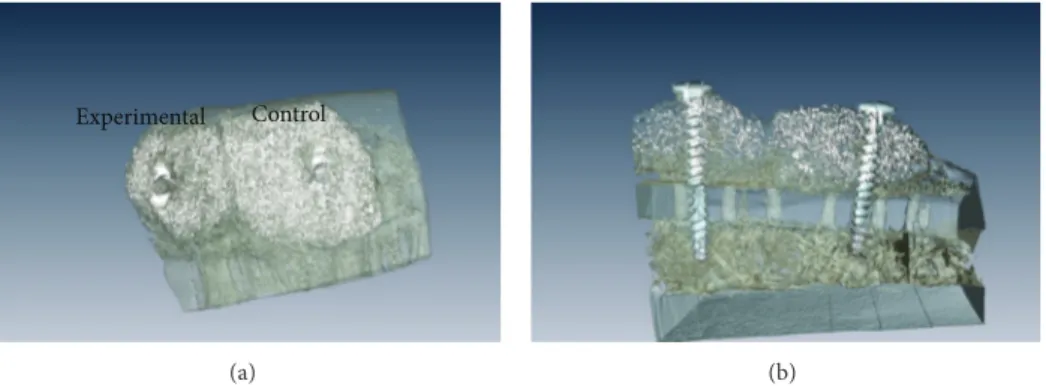 Figure 3: Three-dimensional reconstruction of the mandibular segment containing both experimental and control blocks