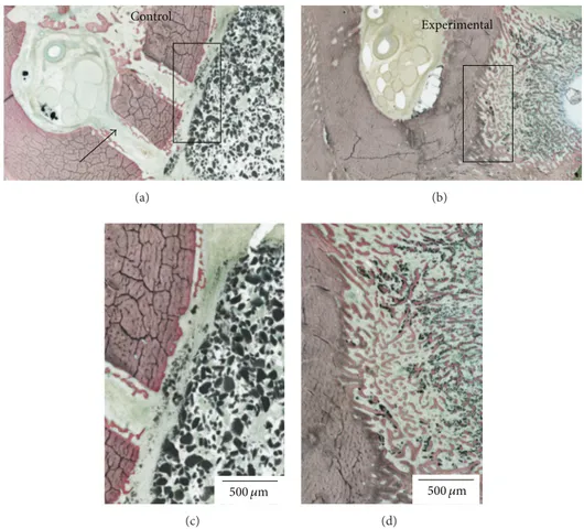 Figure 4: Histologic sections for the (a) control and (b) experimental block materials placed on the lateral aspect of the mandible