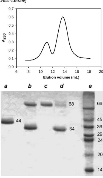 FIG. 2 PARTICLE SIZE DISTRIBUTIONS FOR ENZYMES  SOLUTIONS IN ACETIC BUFFER AT pH 8: a) recHRP, b) NATIVE 