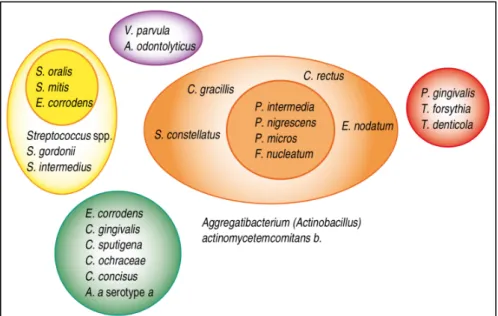 Figur  3.    Indelning  av  orala  bakterier  i  komplex  utifrån  dess  förhållande  till  värden vid oral hälsa och sjukdom
