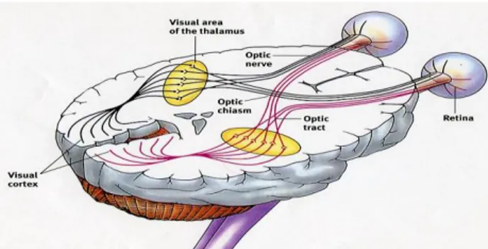 Figur 2. Schematisk bild över hur de elektriska signalerna färdas från näthinnan, genom synnerven  till synkortex, när ögonen utsätts för visuella intryck