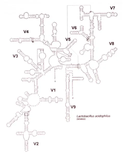 Figur 1. Sekundär struktur av 16S rRNA molekylen. Ur avhandling, Alejandra  V.M (2004) Systematics of Lactobacillus spp