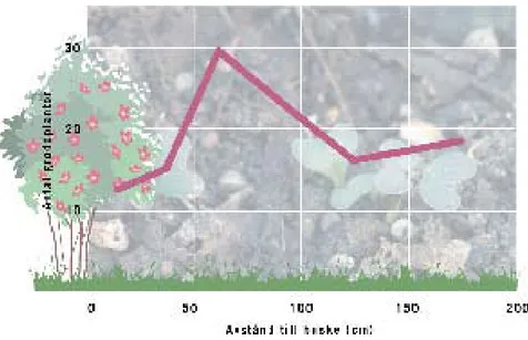 Figur 2. Taggiga buskar som nyponrosor skapar betesrefuger som ökar  blomningen och därmed förekomsten av groddplantor nära buskar