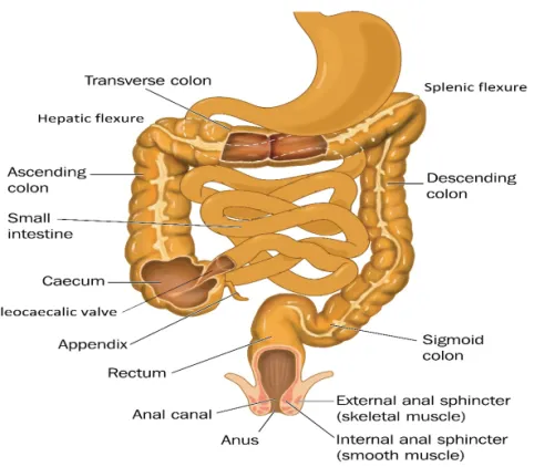 Figure 1. Anatomic structures of the colon and rectum