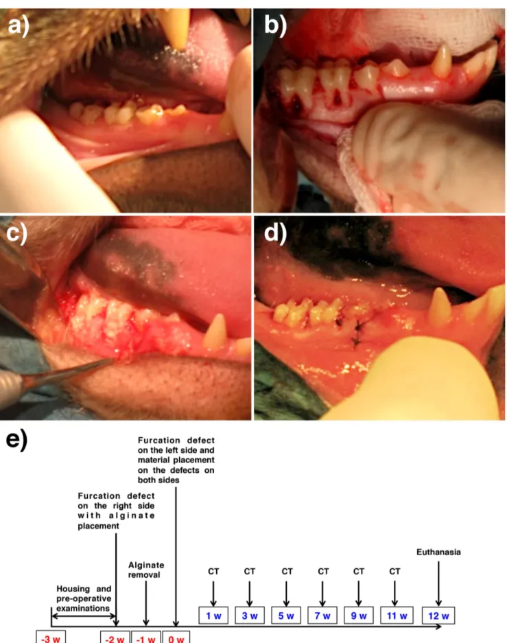 Figure 1. Design of the experiment. (a) Pre operative condition of the oral cavity. All animals used were in periodontally healthy condition