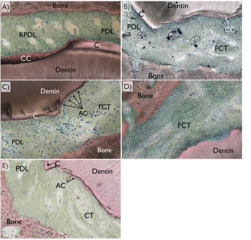 Figure 9. Representative histologic images depicting frequent healing patterns for each group depicting the region comprising bone, periodontal ligament region (PDL), and cementum (C)