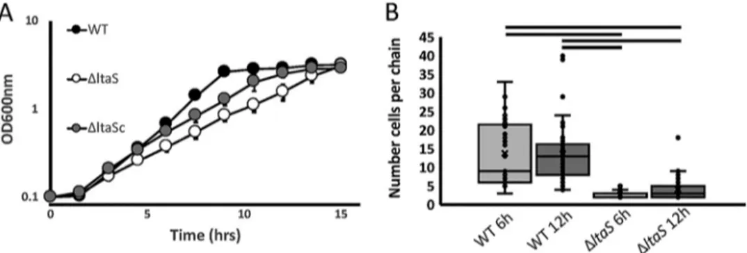 FIG 4 SEM of S. gordonii bioﬁlms. S. gordonii strains (WT, ΔltaS, and ΔltaS c ) were allowed to form bioﬁlm on saliva-coated hydroxyapatite disks for 12 h