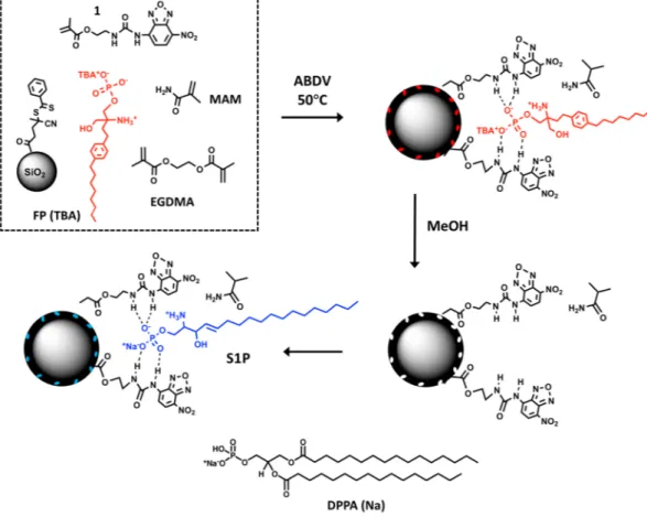 Figure 1.  Procedure for RAFT-mediated grafting of a FP(TBA) imprinted shell on silica core particles based  on hydrogen bond stabilization using NBD-urea monomer (1)