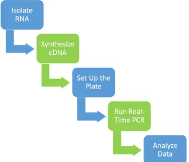 Figure 23. Workflow of RT-PCR.  