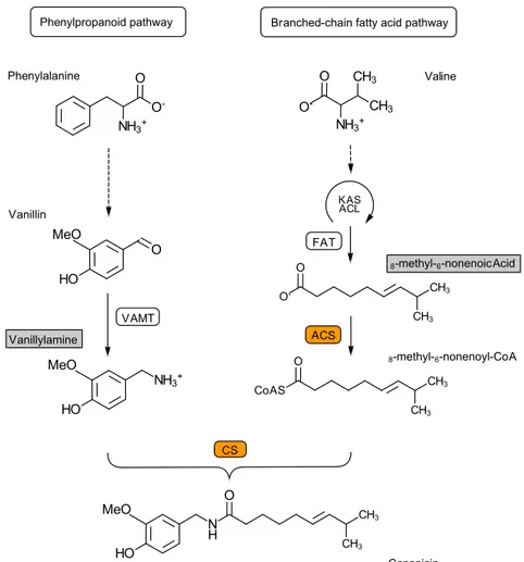 Figure 3. Condensation reaction between vanillylamine and nonanoic acid to nonivamide catalyzed by CS Figure 2