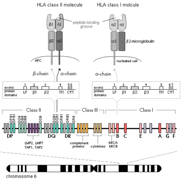 Figure  2. Genomic organization of the MHC region located on chromosome 6. HLA  class II molecules are encoded by two separate genes, one encoding the α-chain and  one encoding the β-chain