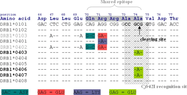 Figure 5. The amino acid sequence encoded by common DRB1*04 and *01 subtypes  and the restriction specific sequence of the endonuclease C fr 42I