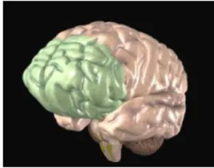 Figur 1. Prefrontal cortex (Fastan, 2010) 