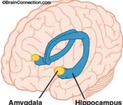 Figur 2. Amygdala och hippocampus  