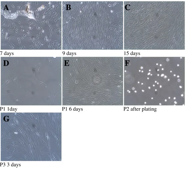 Figure  3.    Photographs  of  Subject  2,  sample  #4,  tooth  45  at  different  time  points  after  cell  isolation by an enzymatic method (magnification 10X)
