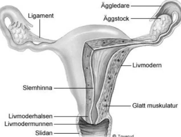 Figur 1. Kvinnans inre genitalia. Från Sjukvårdsrådgivningen (2010-12-09). 