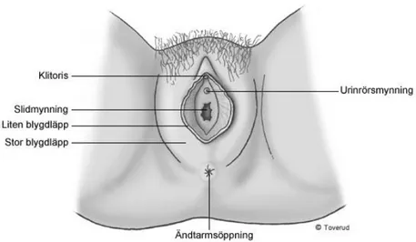 Figur 2. Kvinnans yttre genitalia. Från Sjukvårdsrådgivningen (2010-12-09). 