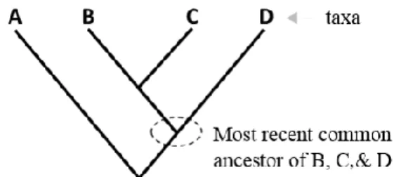 Figure 1: This phylogenetic tree depicts the evolutionary relationships of four taxa by indicating the  most common recent ancestors as nodes