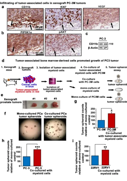 Figure 3. The effect of tumor-associated bone marrow-derived cells on the growth of tumor spheroids