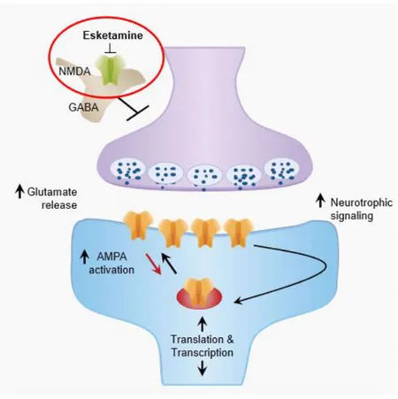 Figur 1. Ketamin binder till NMDA-receptorn och blockerar glutamatsläppet, vilket leder till 