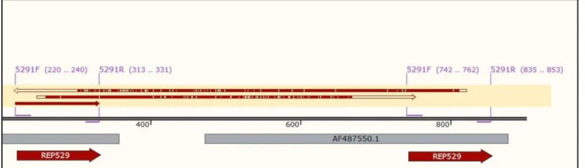 Figur 4. SnapGene-alignment av sekvenserad produkt på 600 bp visar på amplifiering över två  REP-529 sekvenser (de två översta smala pilarna) med 529-1 primers (lila markering) 