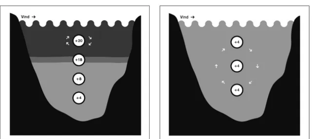 Figur  4.  Höst-  och  vårcirkulation  i  en  svensk  sjö,  vilket  ger  en  jämn  temperatur  i  hela  vattenmassan  (illustration  av  Andreas  Ekelund).