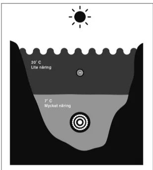 Figur 6. Prognos för sommarförhållanden i en svensk sjö efter på- på-verkan av klimatförändringar