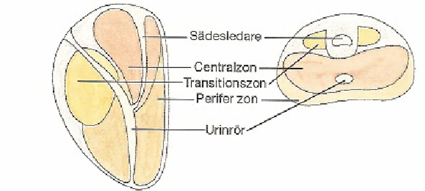 Figur 2. Prostatas tre zoner snett från sidan och i tvärsnitt. Ur Abrahamsson(2003, s 12)