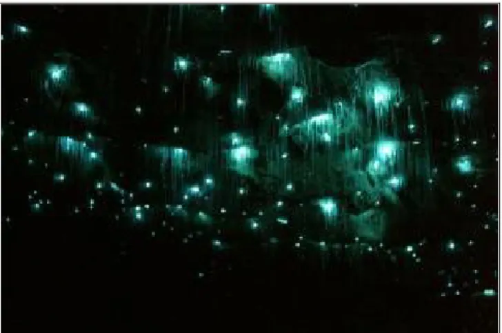 Figur 1: Lysmaskar producerande bioluminens