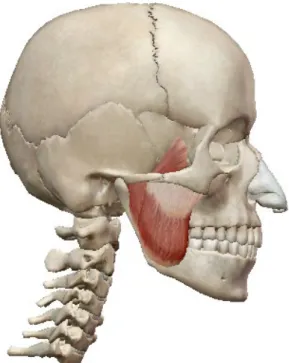 Figur 1. The masseter muscle that originates from the zygomatic arch and attaches to the lateral side of the ramus of the  mandible