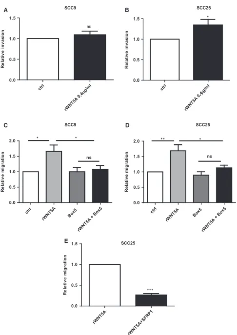 Figure 4 Effects of rWNT5A, Box5, and SFRP1 on migration and invasion of OSCC cells. (A and B) Invasion of SCC9 (A) and SCC25 (B) cells in the absence or presence of rWNT5A (0.4 lg/ml) was studied for 48 h in BD Invasion chambers