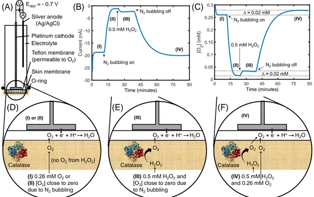 Figure 1. (A) Schematic illustration of the skin covered oxygen electrode (SCOE) and its working 2 